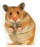 �����. Hamster